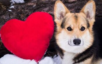 Global Pet Foods’ Show Us Your Heart Campaign Hits the $1.5 Million 