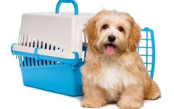 How to Crate Train Your Dog