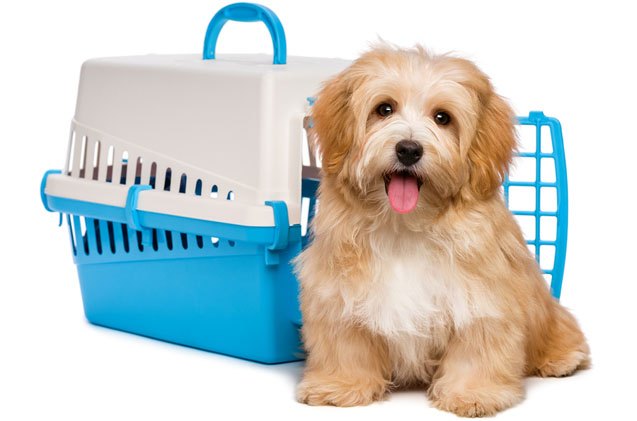 how to crate train your dog