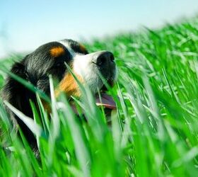 Study: Canine Cancers Linked To Common Lawn Chemicals