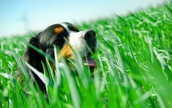 Study: Canine Cancers Linked To Common Lawn Chemicals