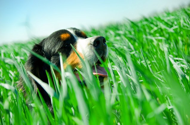 study canine cancers linked to common lawn chemicals