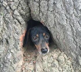 rocco the doxie channels inner squirrel gets stuck in tree stump