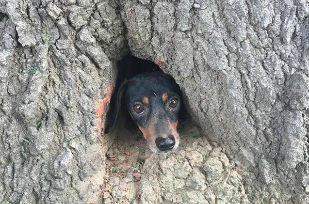rocco the doxie channels inner squirrel gets stuck in tree stump
