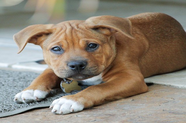 delaware legislation now protects dogs from breed discrimination