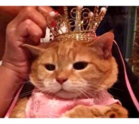 Pussy Princess Celebrates Birthday With Cat Quinceanera