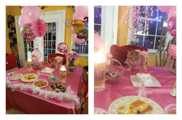 pussy princess celebrates birthday with cat quinceanera