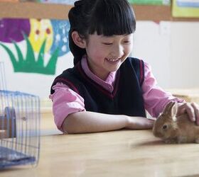 Pets In The Classroom Program Brings Money (and Pets) To Children