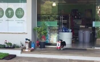 Dog Helps His Humans By Grocery Shopping For Himself