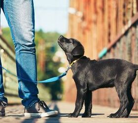 New Tool Helps Service Dog Organizations Predict Puppy Training Succes