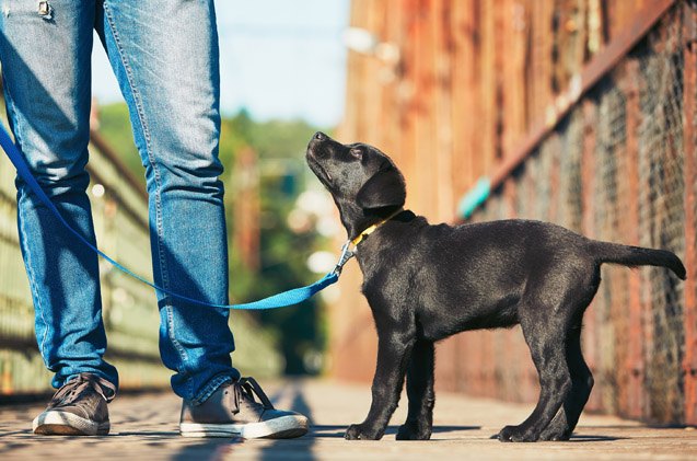 new tool helps service dog organizations predict puppy training succes