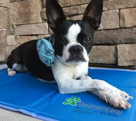 product review the green pet shop cool pet pad