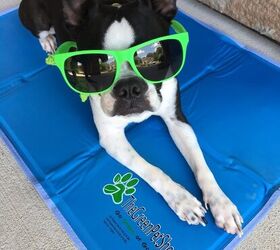 product review the green pet shop cool pet pad
