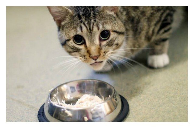 new hampshire lawmakers decide whether cats with fiv can be adopted