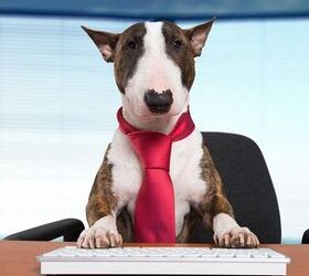 10 Companies That Let Your Bring Your Pet To Work