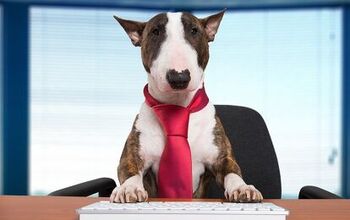 10 Companies That Let Your Bring Your Pet To Work