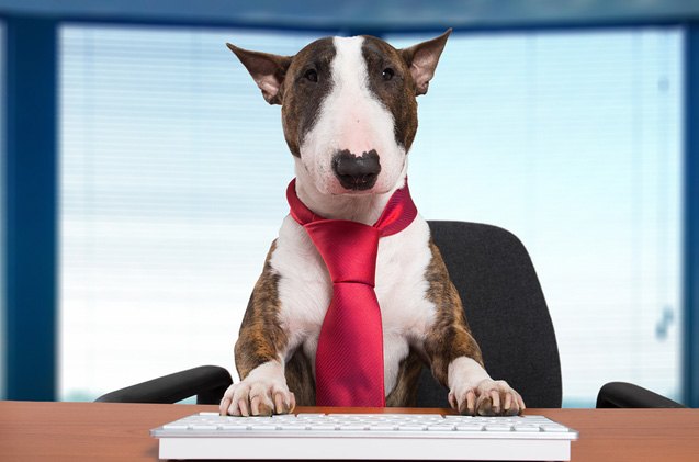 10 companies that let your bring your pet to work
