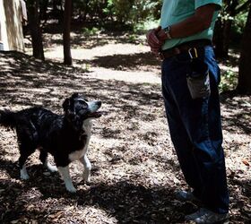 Canine Investigators on the Trail of Amelia Earhart