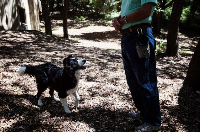 canine investigators on the trail of amelia earhart
