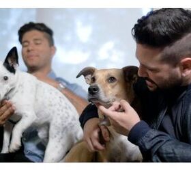 Country Duo Dan + Shay Share Touring Tips For Traveling With Pets
