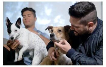 Country Duo Dan + Shay Share Touring Tips For Traveling With Pets