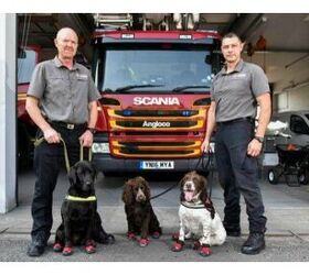 Sniffer Dogs Essential to Recovery in Grenfell Tower Devastation