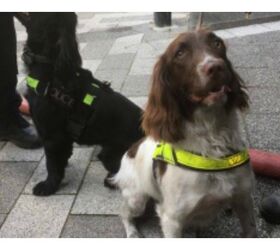 sniffer dogs essential to recovery in grenfell tower devastation
