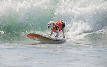 Snoot to Snoot: Q&#038;A With Surf Therapy Dog Haole