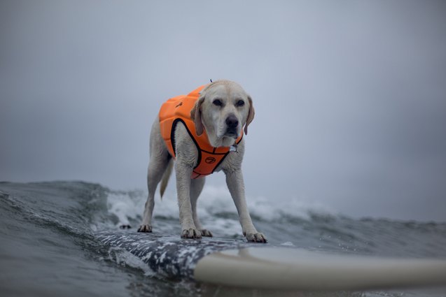 snoot to snoot q a with surf therapy dog haole