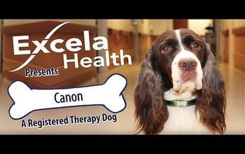 Dog-Cam Shows a Day in The Life Of a Therapy Dog [Video]