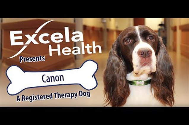 dog cam shows a day in the life of a therapy dog video