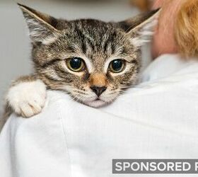 Do You Know the Right Vaccination Schedule for Your New Pet?