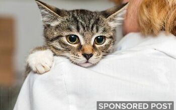 Do You Know the Right Vaccination Schedule for Your New Pet?