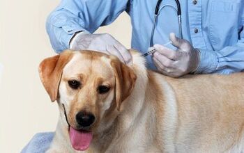 Vet Uses Stem Cells and Regenerative Medicine for Senior Dogs
