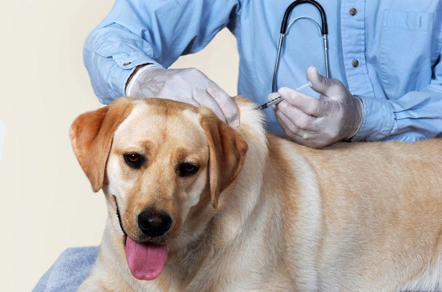 vet uses stem cells and regenerative medicine for senior dogs