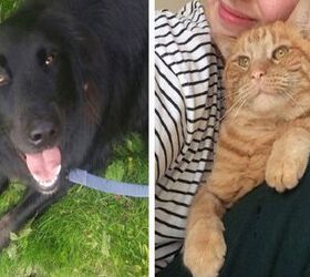 Dog Channels Lassie to Find Missing Cat Stuck in Manhole