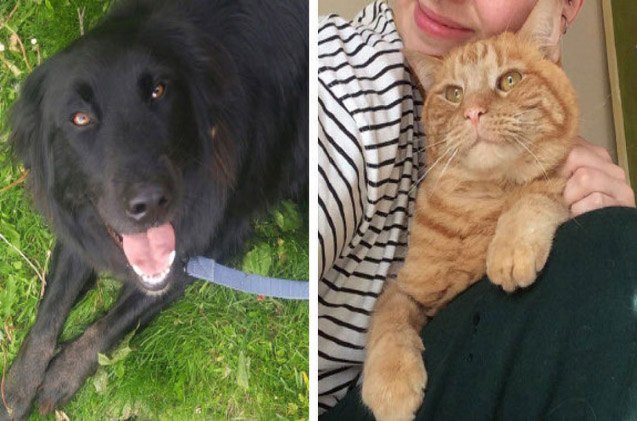dog channels lassie to find missing cat stuck in manhole