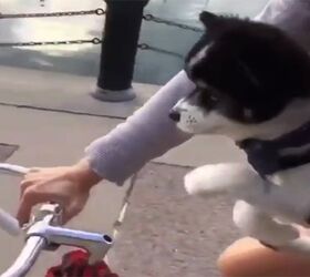 adorable dog masters the art of air cycling video