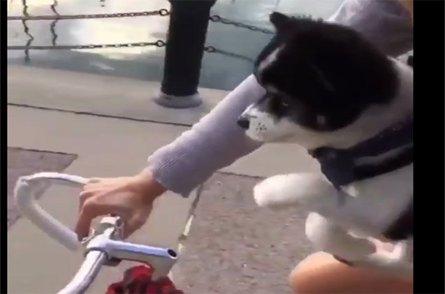 adorable dog masters the art of air cycling video