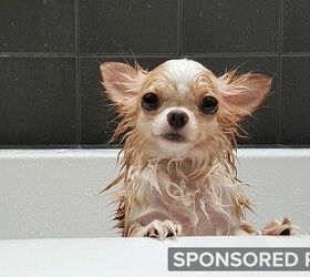 Dog Skin Education: Why Not Use Human Shampoo on Your Dog?