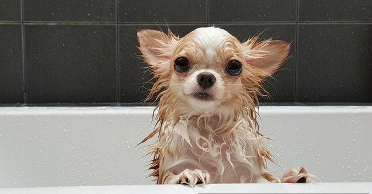 Can u use normal shampoo on dogs Clearance