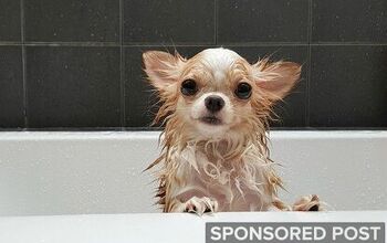 Dog Skin Education: Why Not Use Human Shampoo on Your Dog?