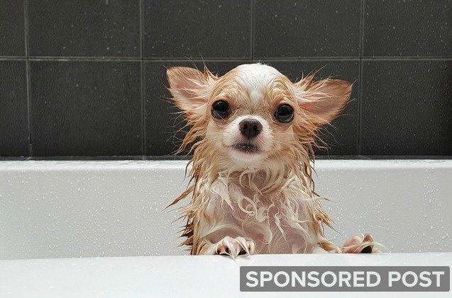 dog skin education why not use human shampoo on your dog