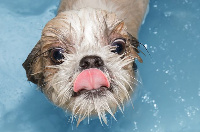 dog skin education why not use human shampoo on your dog