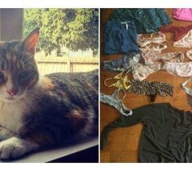 Panty-Stealing Pussy Prompts Hilarious Apology Letter