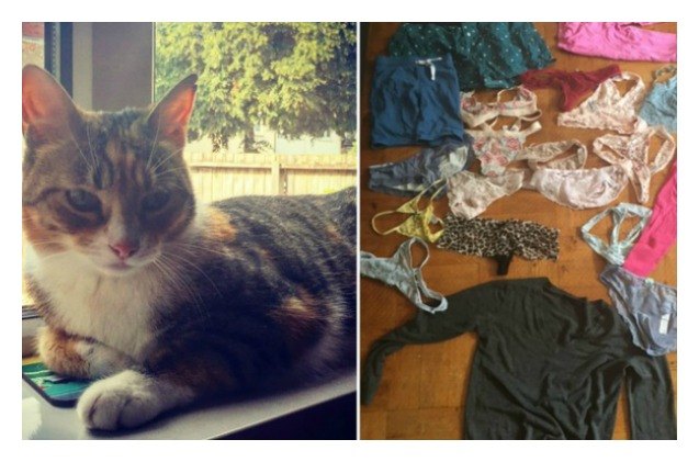panty stealing pussy prompts hilarious apology letter