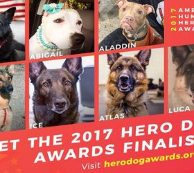 We Have the Finalists of the 2017 American Humane Hero Dog Awards!