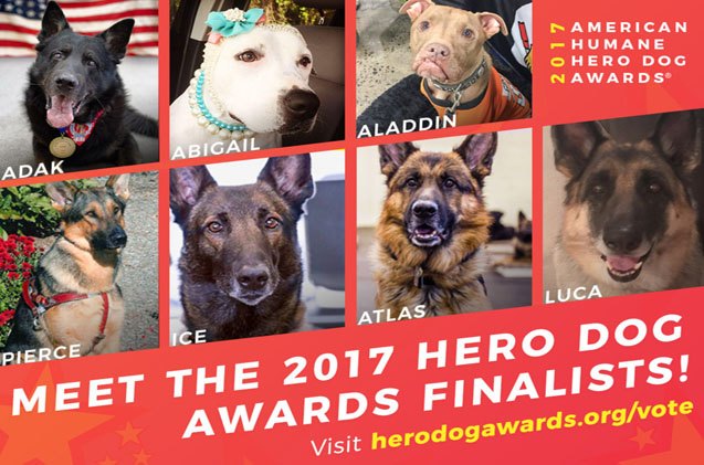 we have the finalists of the 2017 american humane hero dog awards
