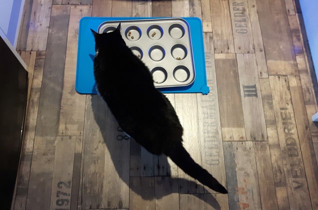 Why Is My Cat So Greedy