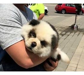 Man Scams Tourists With Dyed Dog He Says is a Panda